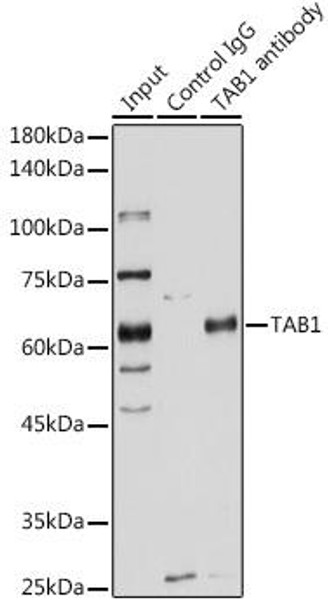 Cell Biology Antibodies 9 Anti-TAB1 Antibody CAB5749