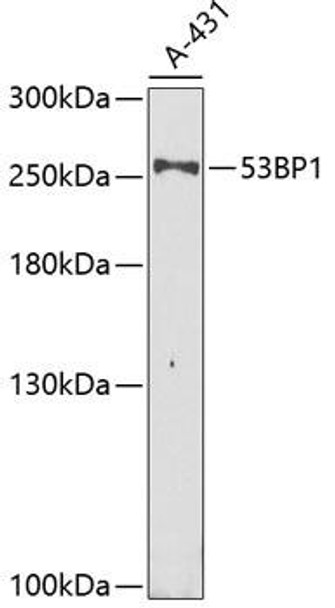 Epigenetics and Nuclear Signaling Antibodies 2 Anti-53BP1 Antibody CAB5757