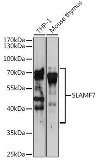 Immunology Antibodies 2 Anti-SLAMF7 Antibody CAB5782