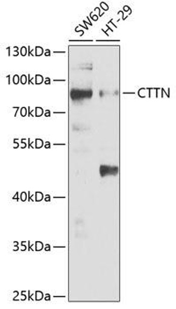 Cell Biology Antibodies 9 Anti-CTTN Antibody CAB5795