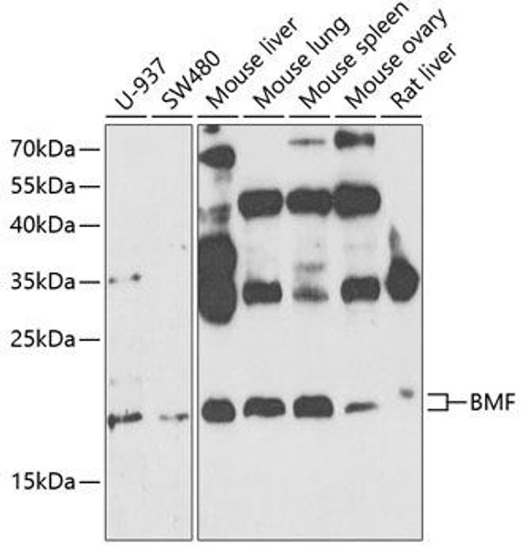 Cell Death Antibodies 2 Anti-BMF Antibody CAB5796