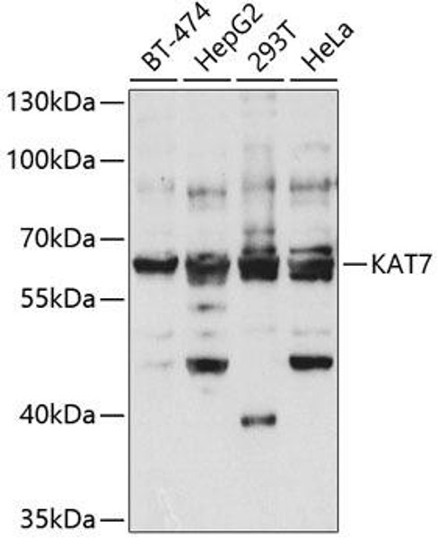 Epigenetics and Nuclear Signaling Antibodies 2 Anti-KAT7 Antibody CAB5823