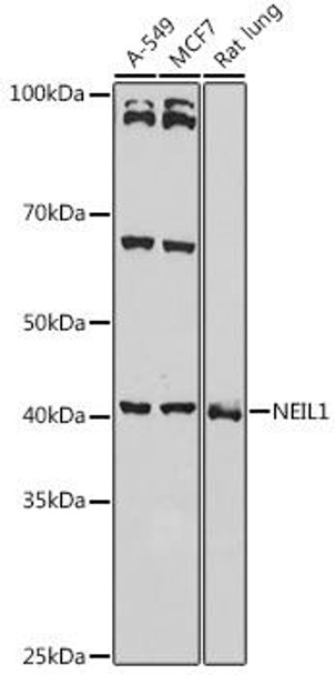 Epigenetics and Nuclear Signaling Antibodies 2 Anti-NEIL-1 Antibody CAB5828