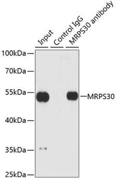 Cell Biology Antibodies 9 Anti-MRPS30 Antibody CAB5841