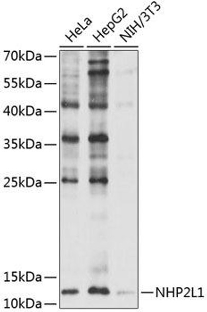 Epigenetics and Nuclear Signaling Antibodies 2 Anti-NHP2L1 Antibody CAB5926