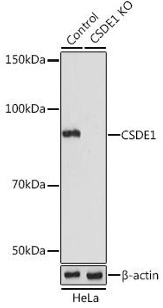 KO Validated Antibodies 1 Anti-CSDE1 Antibody CAB5941KO Validated