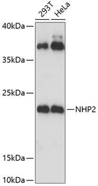 Cell Biology Antibodies 9 Anti-NHP2 Antibody CAB5991