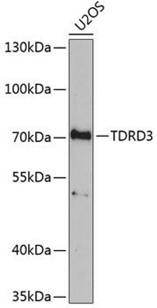 Cell Biology Antibodies 9 Anti-TDRD3 Antibody CAB6000