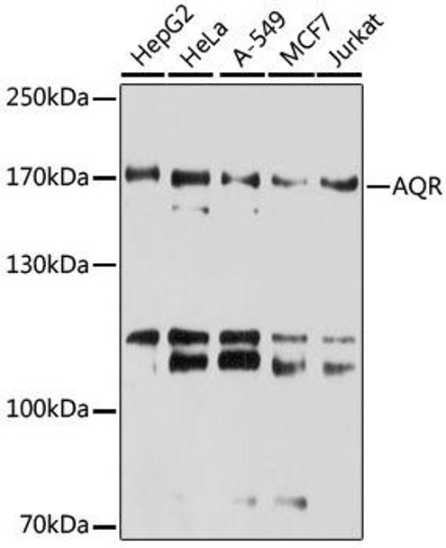 Epigenetics and Nuclear Signaling Antibodies 2 Anti-AQR Antibody CAB6011