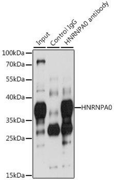 Cell Biology Antibodies 9 Anti-HNRNPA0 Antibody CAB6029