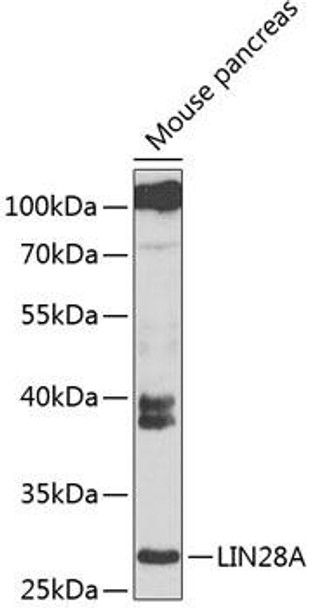 Epigenetics and Nuclear Signaling Antibodies 2 Anti-LIN28 Antibody CAB6034