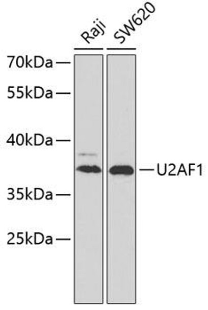 Epigenetics and Nuclear Signaling Antibodies 2 Anti-U2AF1 Antibody CAB6076