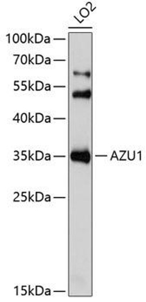 Cell Biology Antibodies 9 Anti-AZU1 Antibody CAB6132