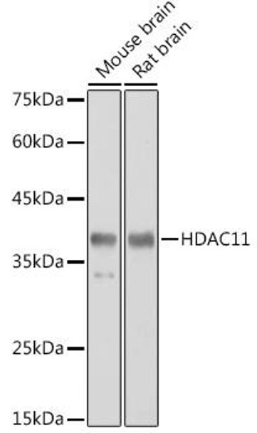 Epigenetics and Nuclear Signaling Antibodies 2 Anti-HDAC11 Antibody CAB6140