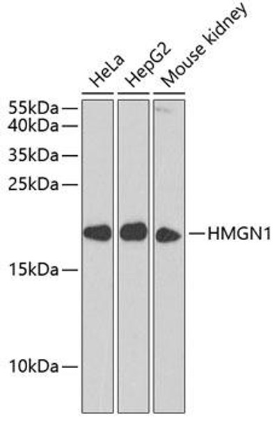 Cell Biology Antibodies 10 Anti-HMGN1 Antibody CAB6155