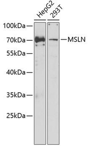Cell Biology Antibodies 10 Anti-MSLN Antibody CAB6183