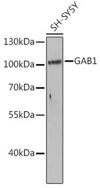 Cell Biology Antibodies 10 Anti-GAB1 Antibody CAB6248