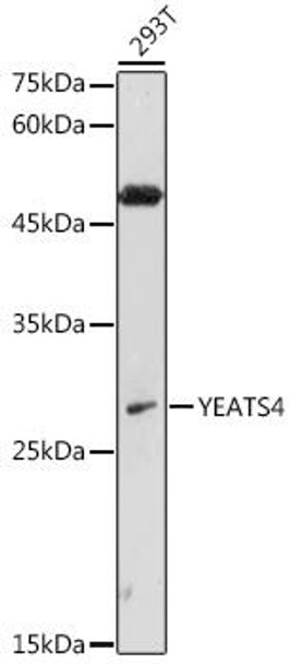 Developmental Biology Anti-YEATS4 Antibody CAB6318