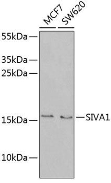 Cell Death Antibodies 2 Anti-SIVA1 Antibody CAB6326