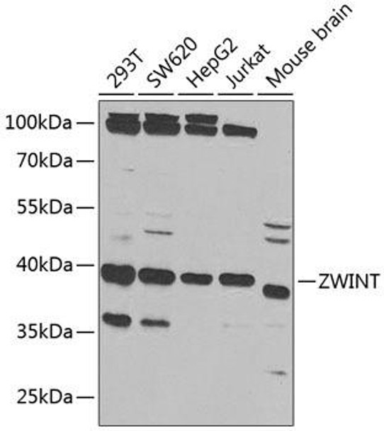 Cell Cycle Antibodies 1 Anti-ZWINT Antibody CAB6328