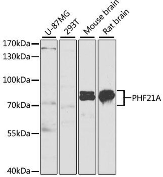 Epigenetics and Nuclear Signaling Antibodies 2 Anti-PHF21A Antibody CAB6330
