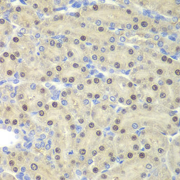 Developmental Biology Anti-ELF3 Antibody CAB6371