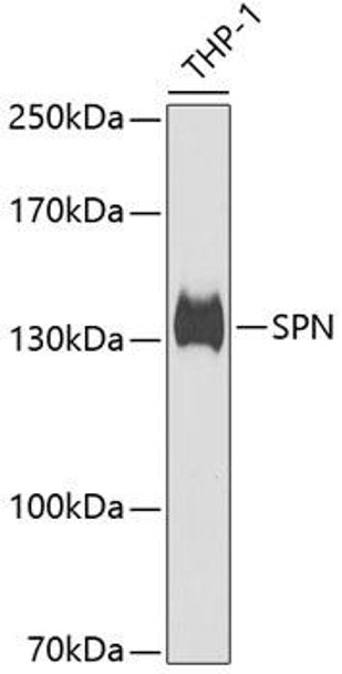 Cell Biology Antibodies 10 Anti-SPN Antibody CAB6412