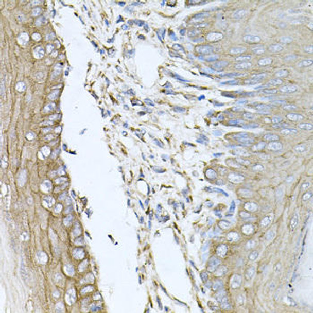 Cell Biology Antibodies 10 Anti-CALU Antibody CAB6538