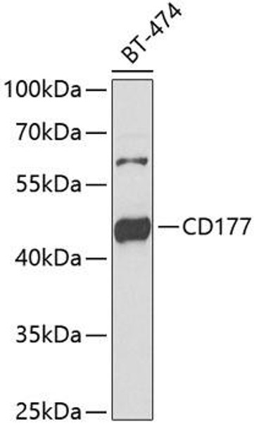 Cell Biology Antibodies 10 Anti-CD177 Antibody CAB6550