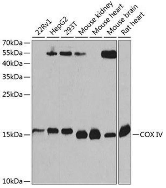 Cell Biology Antibodies 10 Anti-COX IV Antibody CAB6564