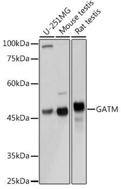 Cell Biology Antibodies 10 Anti-GATM Antibody CAB6598