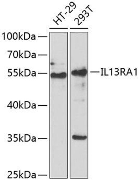 Cell Biology Antibodies 10 Anti-IL-13RA1 Antibody CAB6628