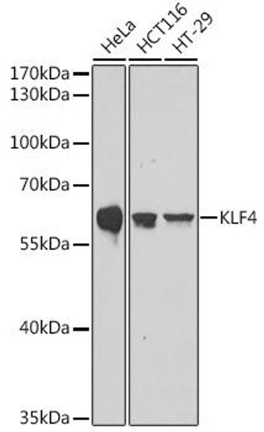 Epigenetics and Nuclear Signaling Antibodies 4 Anti-KLF4 Antibody CAB6640