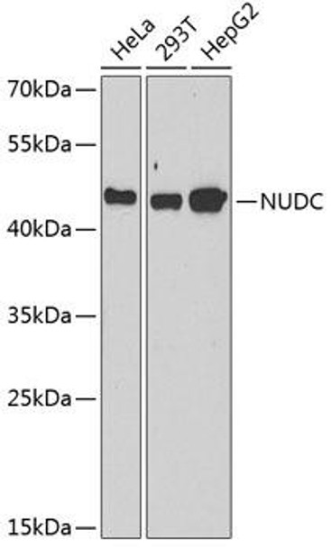 Cell Cycle Antibodies 1 Anti-NUDC Antibody CAB6678