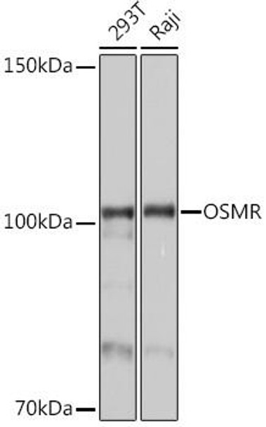 Cell Biology Antibodies 10 Anti-OSMR Antibody CAB6681