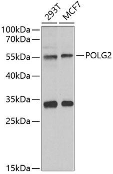 Epigenetics and Nuclear Signaling Antibodies 4 Anti-POLG2 Antibody CAB6695