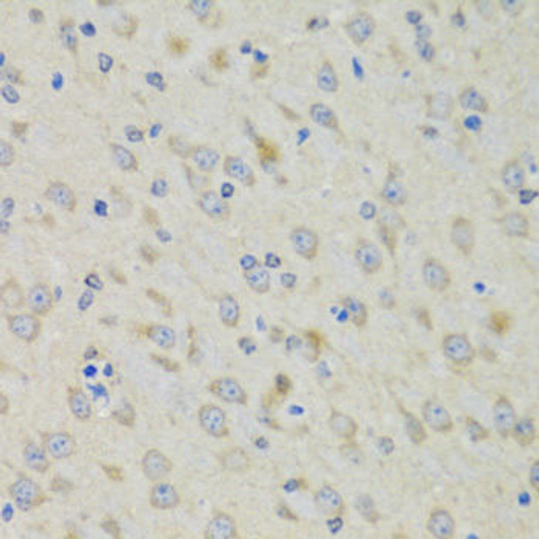 Cell Cycle Antibodies 1 Anti-RAE1 Antibody CAB6713