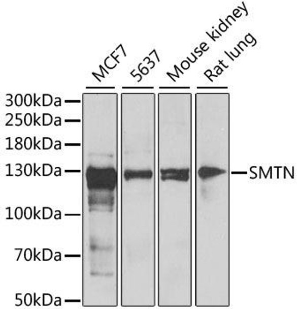 Cell Biology Antibodies 10 Anti-SMTN Antibody CAB6745