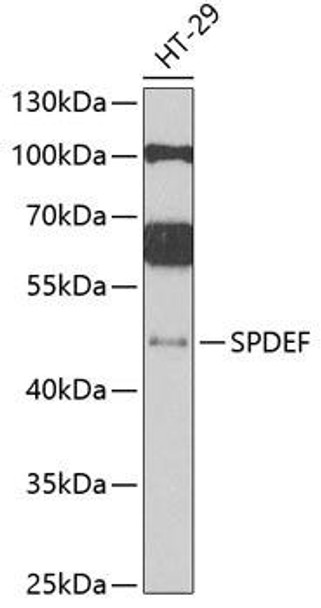 Epigenetics and Nuclear Signaling Antibodies 4 Anti-SPDEF Antibody CAB6747