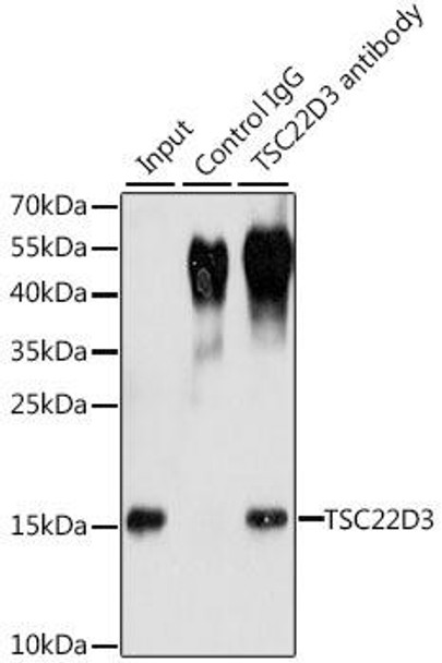 Cell Biology Antibodies 10 Anti-TSC22D3 Antibody CAB6779