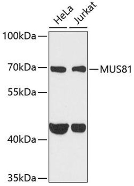 Epigenetics and Nuclear Signaling Antibodies 4 Anti-MUS81 Antibody CAB6818