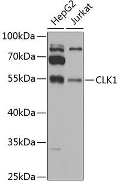 Cell Biology Antibodies 10 Anti-CLK1 Antibody CAB6887