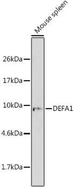 Immunology Antibodies 2 Anti-DEFA1 Antibody CAB6897
