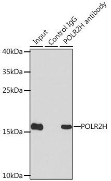 Epigenetics and Nuclear Signaling Antibodies 4 Anti-POLR2H Antibody CAB6948