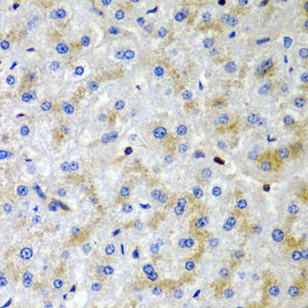 Cell Death Antibodies 2 Anti-SRGN Antibody CAB6951