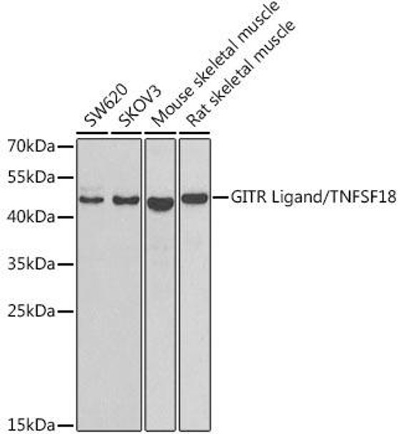 Immunology Antibodies 2 Anti-GITR Ligand/TNFSF18 Antibody CAB7028