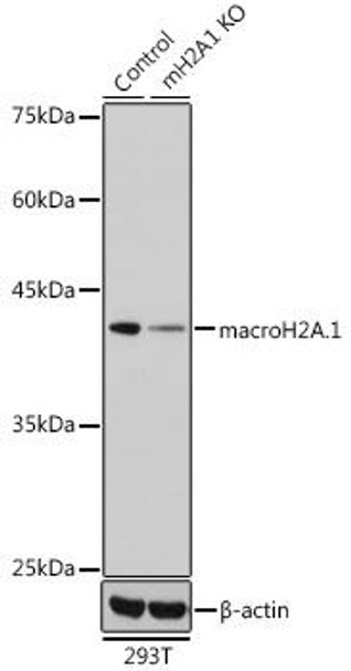 KO Validated Antibodies 1 Anti-macroH2A.1 Antibody CAB7045KO Validated