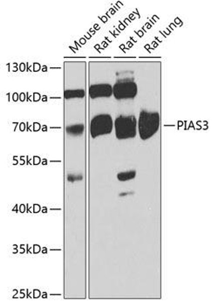 Epigenetics and Nuclear Signaling Antibodies 4 Anti-PIAS3 Antibody CAB7060