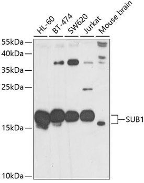 Epigenetics and Nuclear Signaling Antibodies 4 Anti-SUB1 Antibody CAB7070