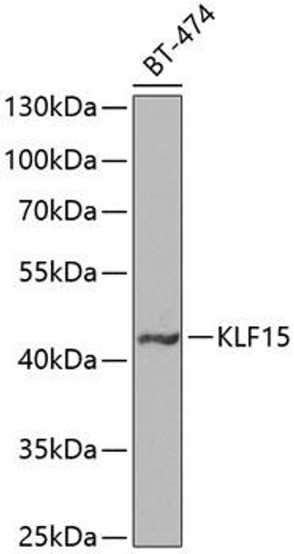 Epigenetics and Nuclear Signaling Antibodies 4 Anti-KLF15 Antibody CAB7194